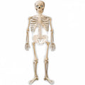 AIRWALKER SKULL HALLOWEEN