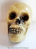 SKULL SMALL 5inches&nbsp;